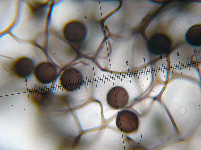 Lamproderma, forse ovoideoechinulatum